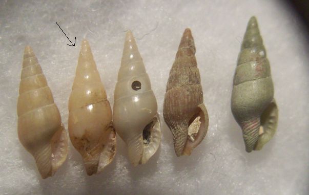 mitrella minor
